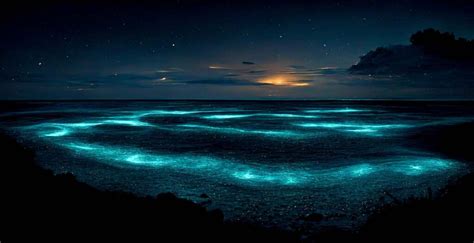 Top 10 Bioluminescent Beaches in the World that will Blow Your Mind