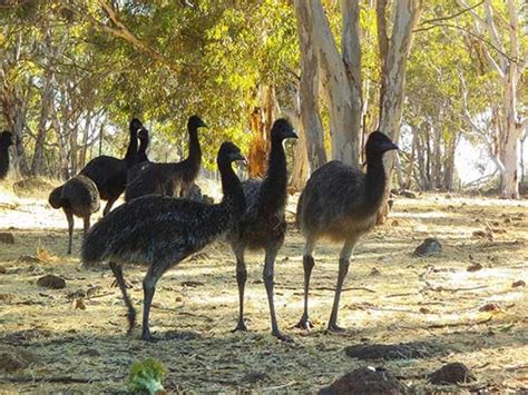 Free Range Emu Farm - Toodyay Attractions | localista