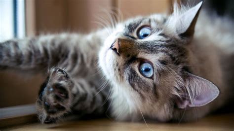 New York State May Be First to Outlaw Declawing of All Cats - ABC News