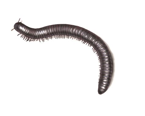 What Eats Centipedes & Millipedes - Millipede & Centipede Predators