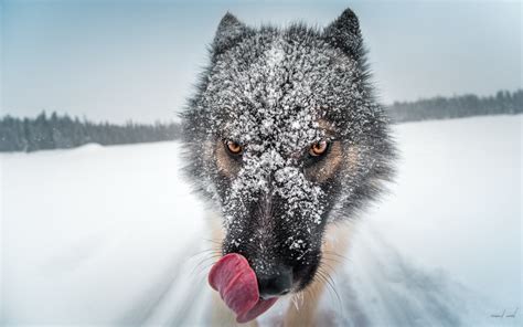 Download Stare Snow Winter Depth Of Field Animal Wolf HD Wallpaper