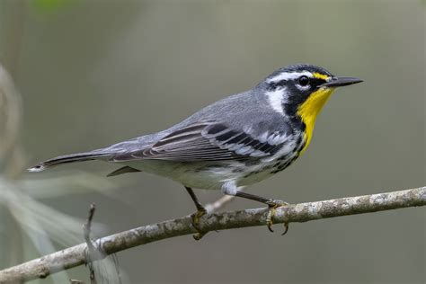 Yellow-throated Warbler | Yellow-throated Warbler ~ (Setopha… | Flickr