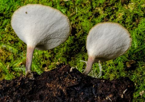 Cerioporus leptocephalus: The Ultimate Mushroom Guide