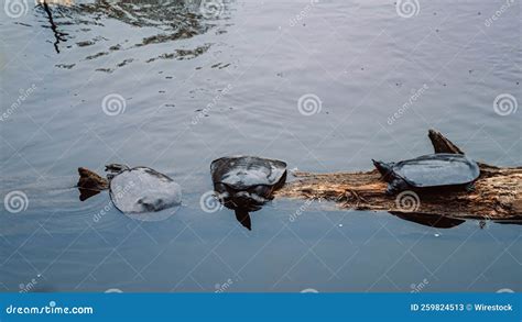 Group of Spiny Softshell Turtles in Their Natural Habitat Stock Image ...