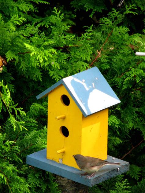 Yellow Finch Bird House Plans