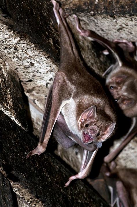 Common Vampire Bat Colony Photograph by Science Photo Library