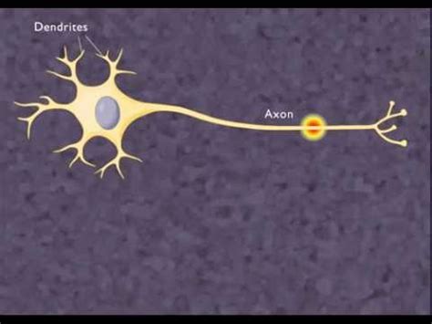 The Nerve Impulse [HD Animation] - YouTube