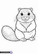 Groundhog coloring Sheet  Free Printable pages sketch template
