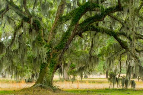 Live oak tree draped in Spanish moss in ACE Basin, South Carolina, USA stock photo - OFFSET