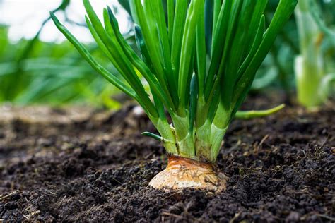 Best Ways to Plant Onion Bulbs And Sets | Kellogg Garden Organics™