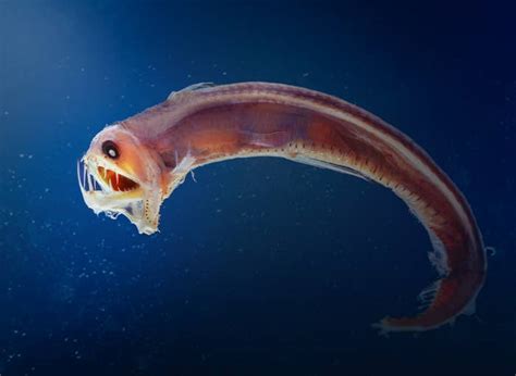 Terrifying Sea Creatures That Will Make You Avoid The Ocean