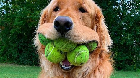 Here's A Video Of A Dog That Can Fit Six Tennis Balls In His Mouth