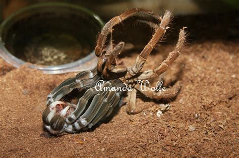 goliath birdeater molting | Arachnoboards