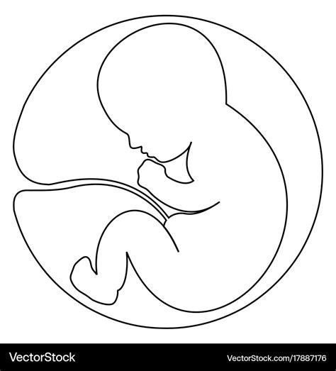 Baby in womb Royalty Free Vector Image - VectorStock