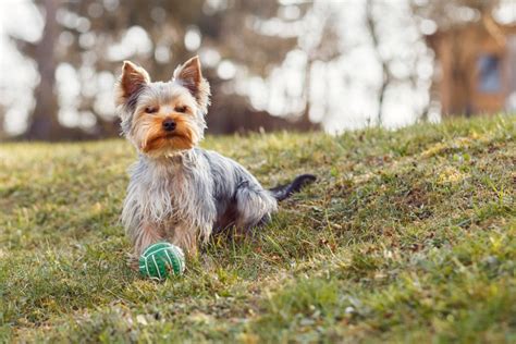 79+ Cairn Terrier Yorkie Mix - l2sanpiero