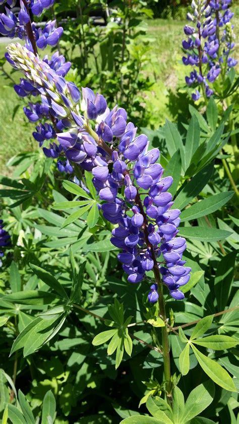 purple lupine Free Photo Download | FreeImages