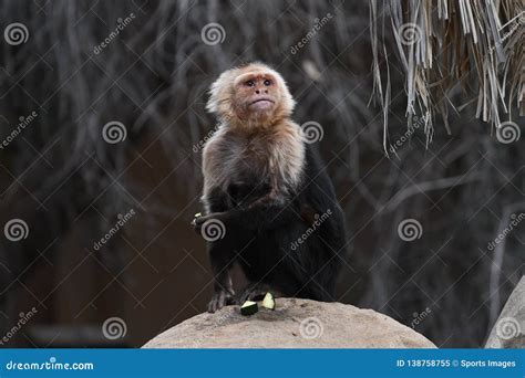 Panamanian White-faced Capuchin Stock Image - Image of capuchin, world ...