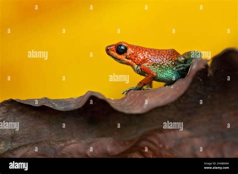 Dendrobatidae family hi-res stock photography and images - Alamy