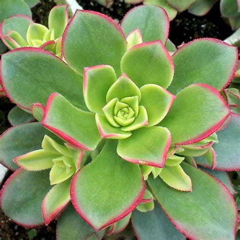 Aeonium 'Kiwi' [shipping issues] - Mountain Crest Gardens