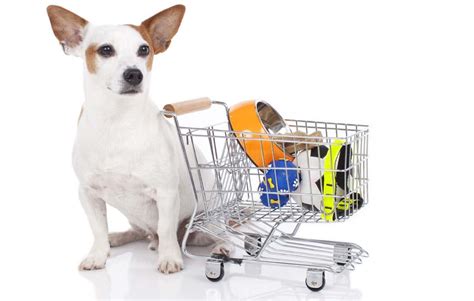 Why and Where to Shop for Wholesale Pet Supplies – Top Dog Tips