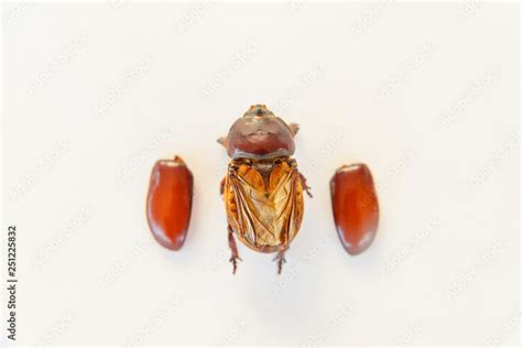 Anatomy of an insect. Elytra and beetle legs. Female Rhino beetle. Beetle on white background ...