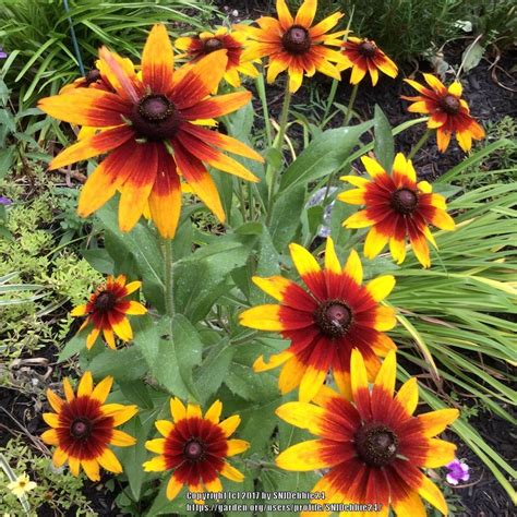 Black Eyed Susans: Plant Care and Collection of Varieties - Garden.org