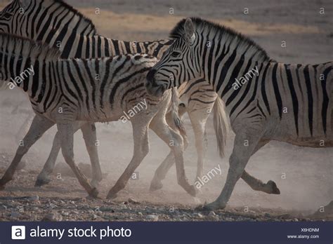 Zebras Running Stock Photos & Zebras Running Stock Images - Alamy