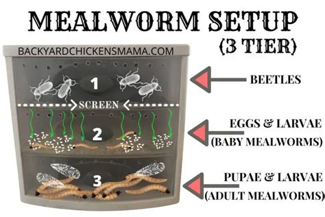 MEALWORM-SETUP-3-TIER | Backyard Chickens Mama