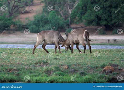 Two Water Bucks Fighting in the Savanna Stock Image - Image of green ...