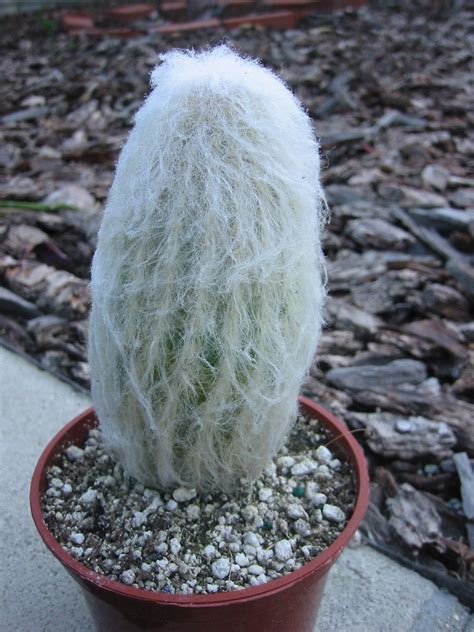 Old Man Cactus | Cephalocereus senilis - Boota.pk