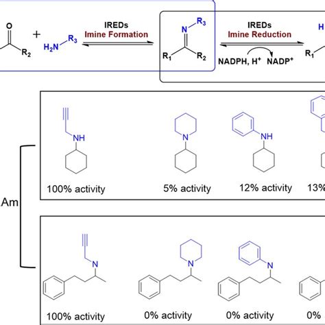 Synthesis of chiral amines by IREDs a IREDs are capable of catalyzing... | Download Scientific ...