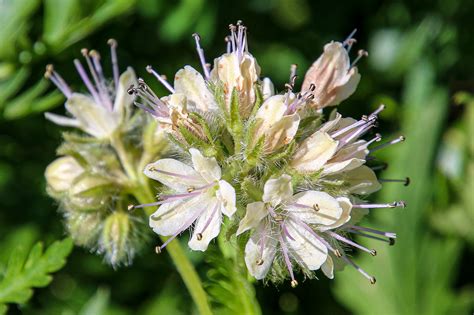 Wildflower Festival Crested Butte, CO 2019 on Behance