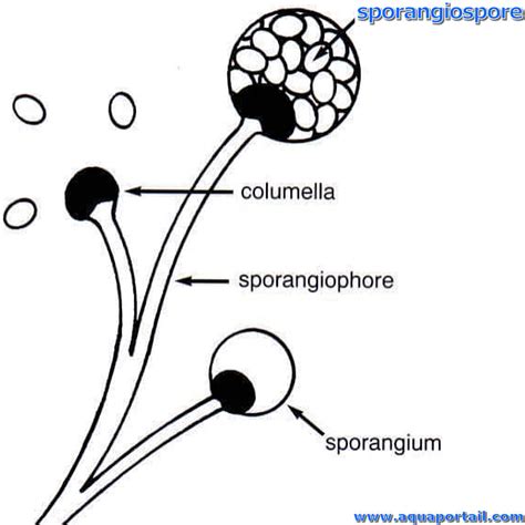 Sporangiospore : définition et explications