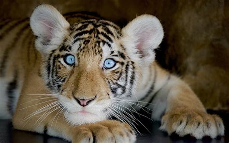 Animales Tigre Boy con los ojos azules de escritorio HD Fondos para Tablet PC y móvil Descargar ...