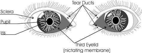 Pet Eye Disease, Dog Eye Anatomy And Structure - Guide - Safarivet