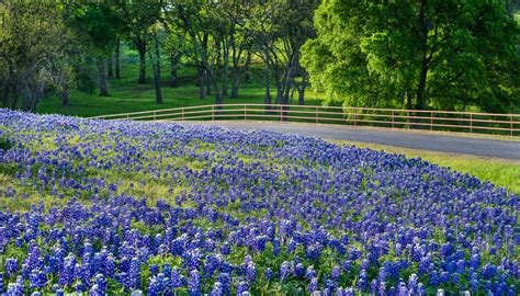 Over 40 Miles Of Bluebonnets Have Officially Opened For The 2023 Ennis ...