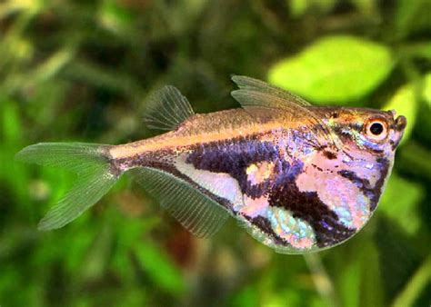 Marbled Hatchetfish "Carnegiella strigata" – 1 Fish 2 Fish Dartmouth