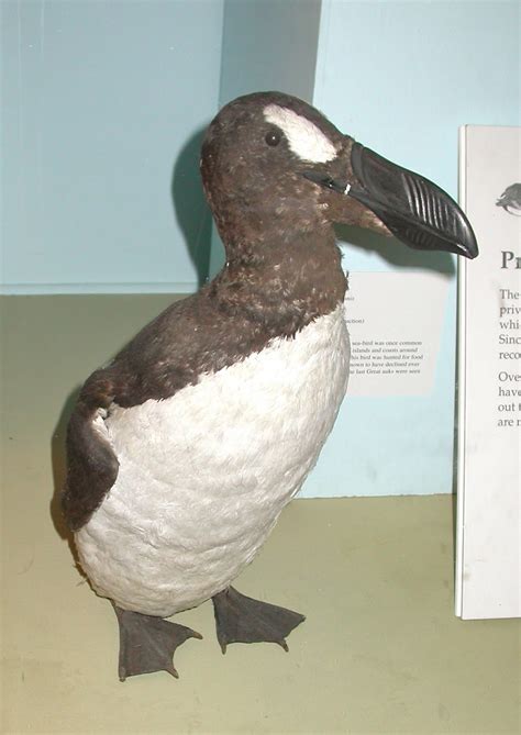 Archie's Peaky Birders Blog: A Day at the Natural History Museum in London