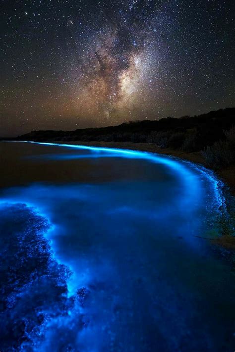 Bioluminescence Wallpapers - Wallpaper Cave