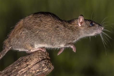 How Quickly Do Norway Rat infestations Get Out Of Control?