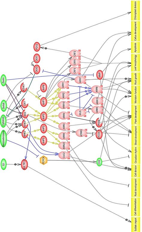 Figure S9. Cytokinin signaling pathway. This pathway shows that ...