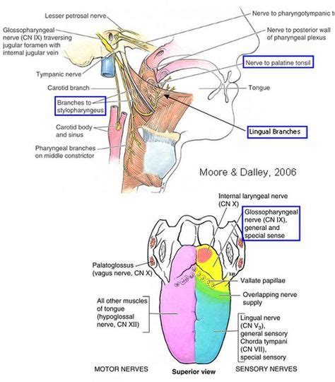 7 GI ideas | cranial nerves, glossopharyngeal nerve, anatomy and physiology