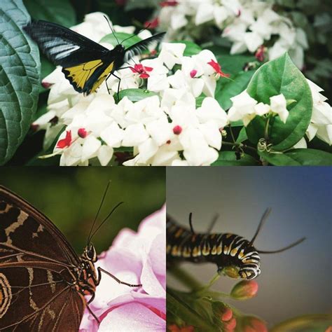 Montreal's Insectarium to close temporarily for $36 million makeover | Listed