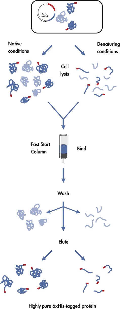 Sœur âge Aligner his tag protein purification protocol athlète Jusque là Remarque