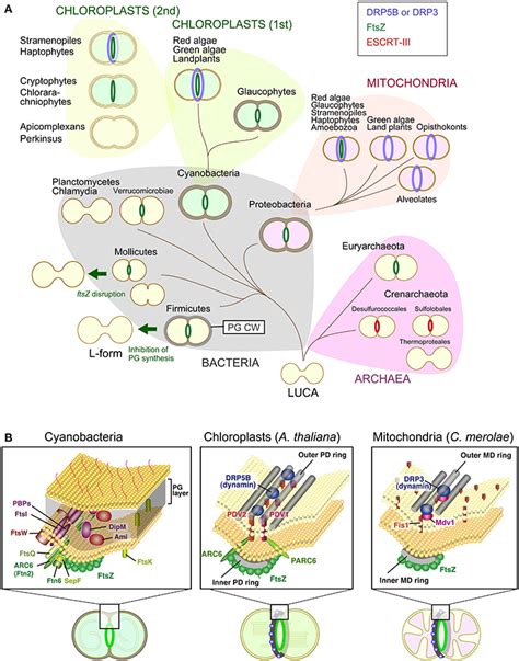 Frontiers | FtsZ-less prokaryotic cell division as well as FtsZ- and dynamin-less chloroplast ...