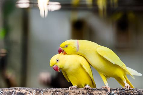 5 Fun Facts About Indian Ringneck Parakeets