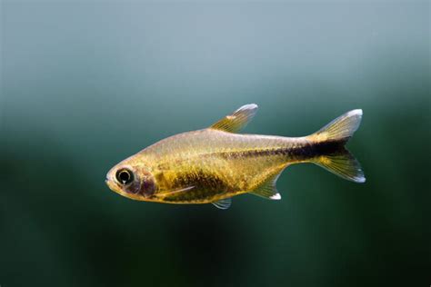 Silver Tip Tetra Guide: Care, Lifespan, Tank Mates...