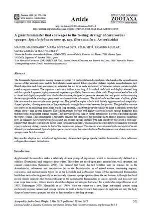 A giant foraminifer that converges to the feeding strategy of carnivorous sponges: Spiculosiphon ...