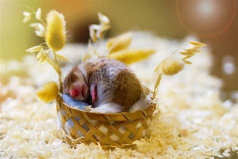 37 Gambar Hamster Lucu Imut yang Akan Bikin Kamu Senyum-senyum Sendiri