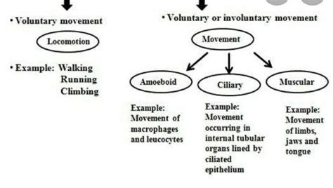 Amoeboid Motion